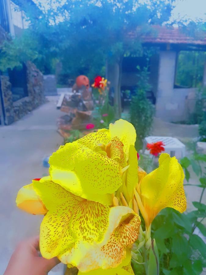 ホテル Holiday House Chkonia バトゥーミ エクステリア 写真